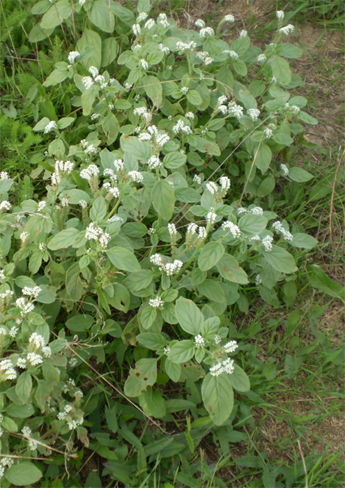 Изображение особи Heliotropium ellipticum.