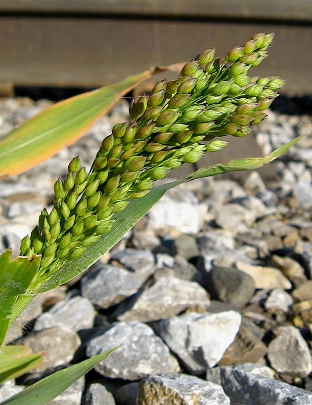 Image of Panicum miliaceum specimen.