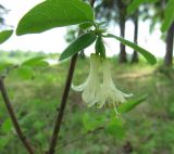 Смотреть изображение Lonicera × subarctica