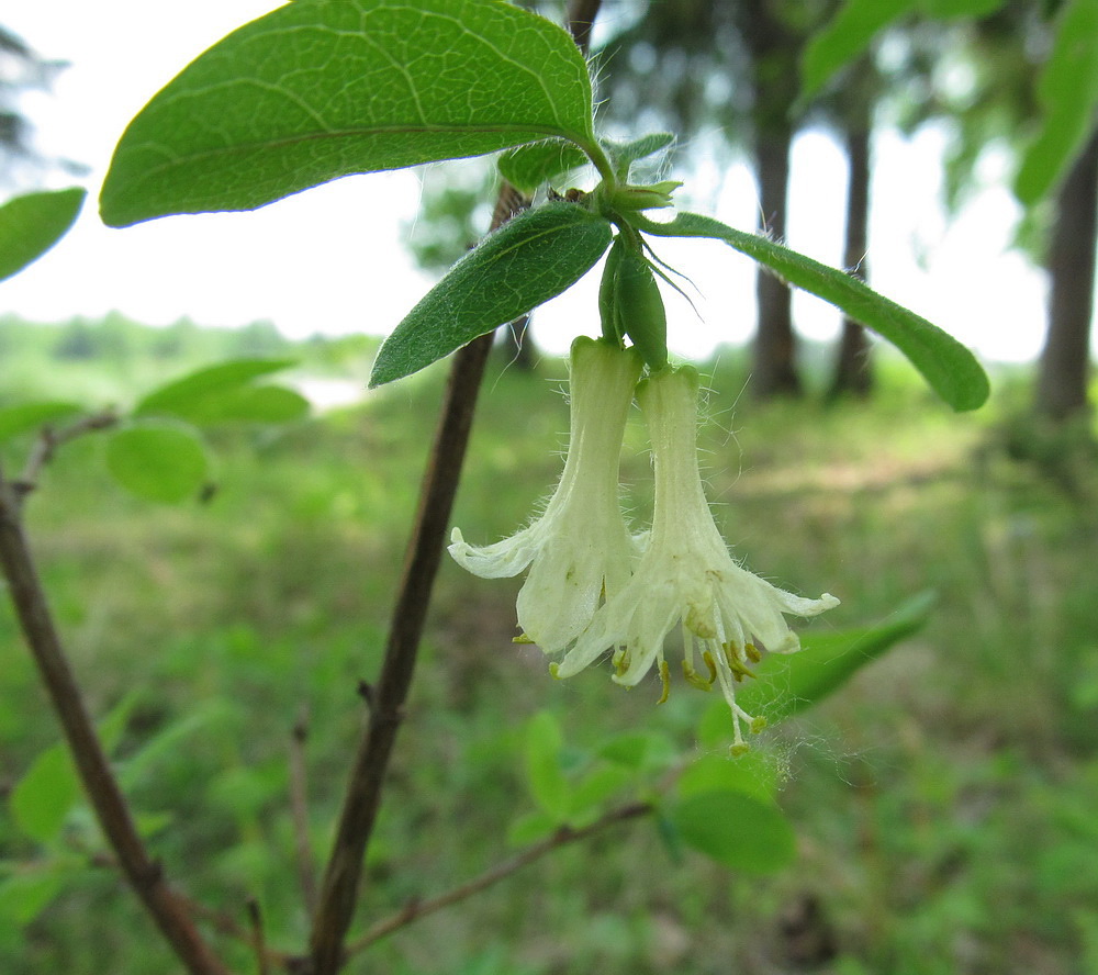 Изображение особи Lonicera &times; subarctica.