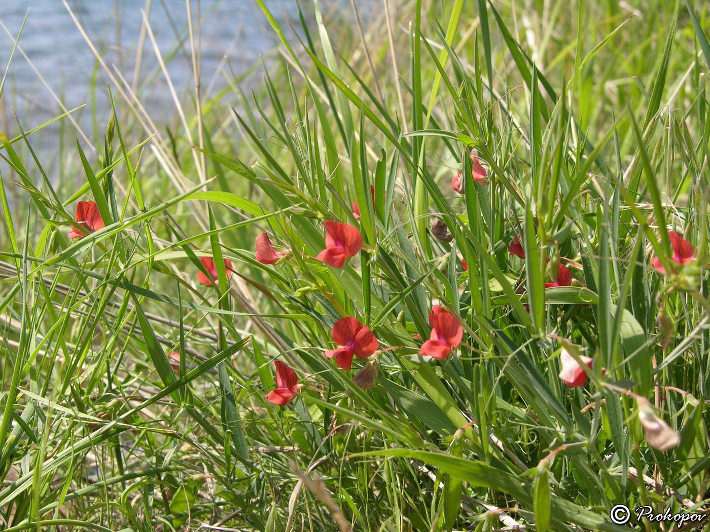 Image of Lathyrus cicera specimen.