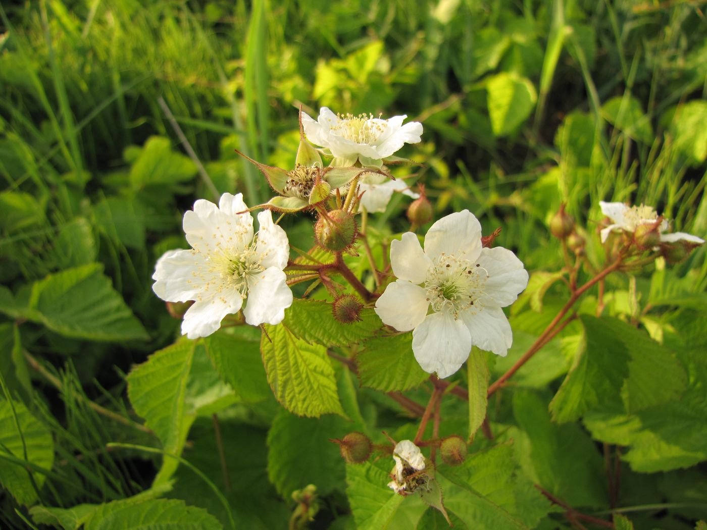 Image of Rubus caesius specimen.