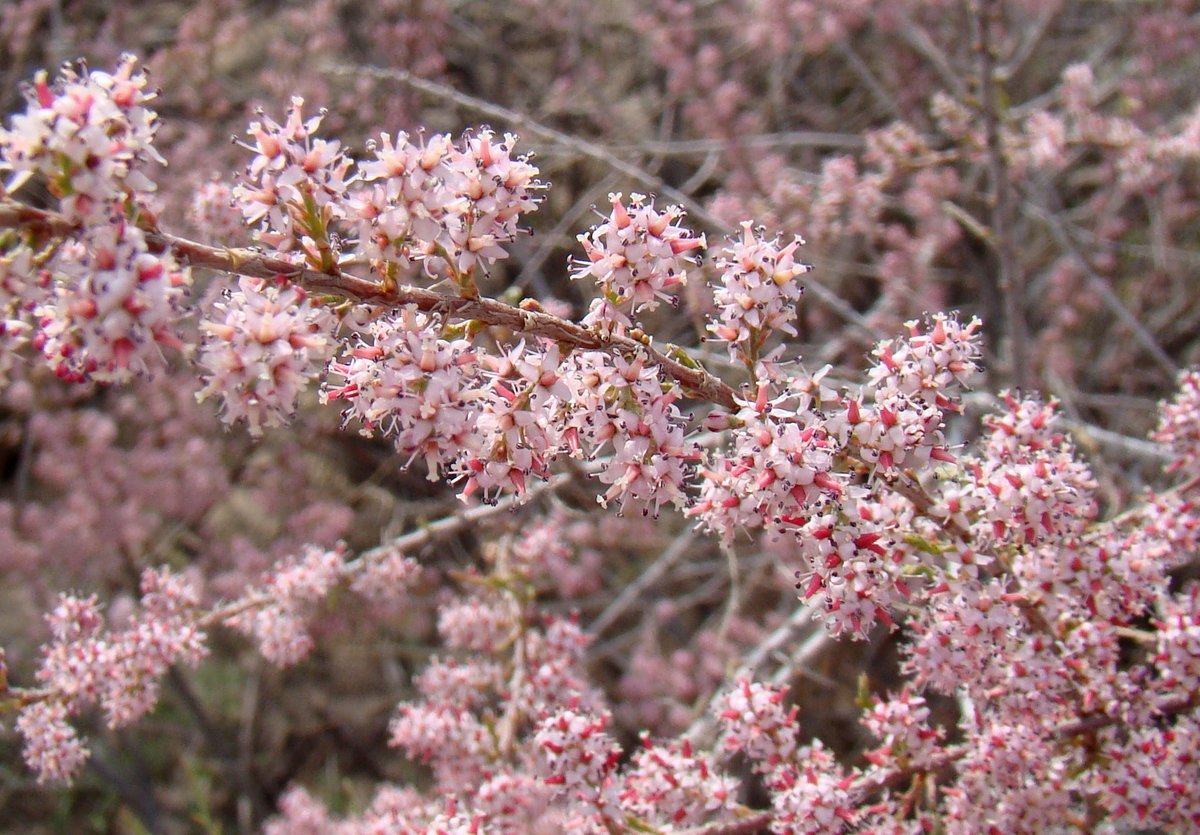 Image of Tamarix laxa specimen.