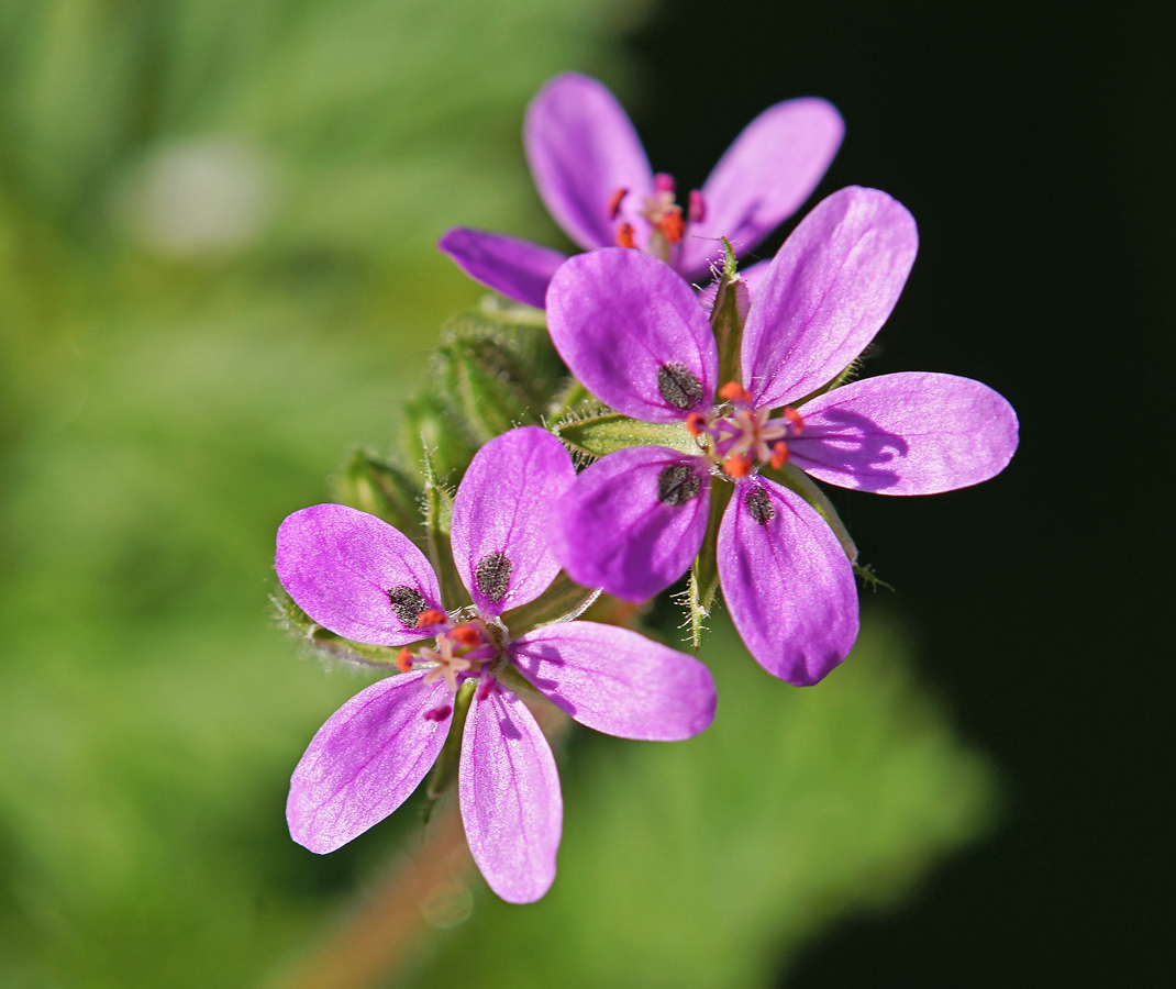 Image of Erodium cicutarium specimen.