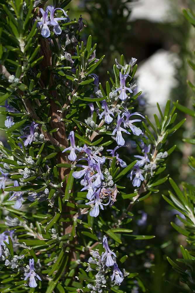 Изображение особи Rosmarinus officinalis.