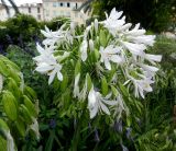 genus Agapanthus. Отцветающее соцветие. Франция, Лазурный Берег, Ментона, в культуре. 21.07.2014.