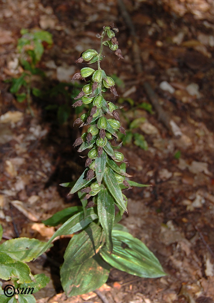 Изображение особи Epipactis helleborine.