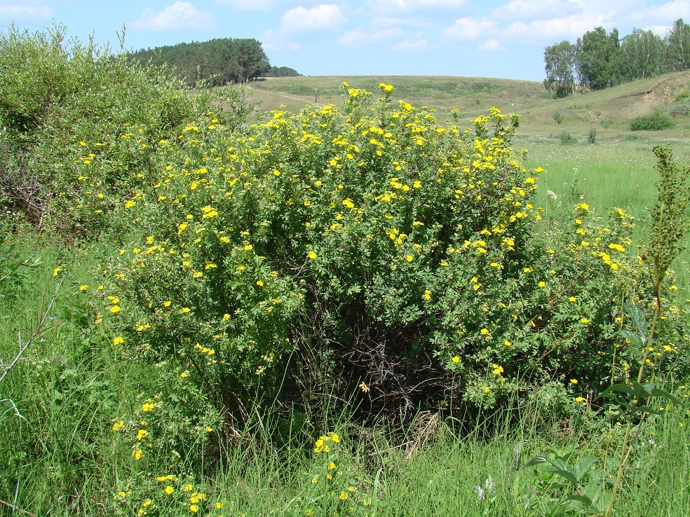 Image of Dasiphora fruticosa specimen.