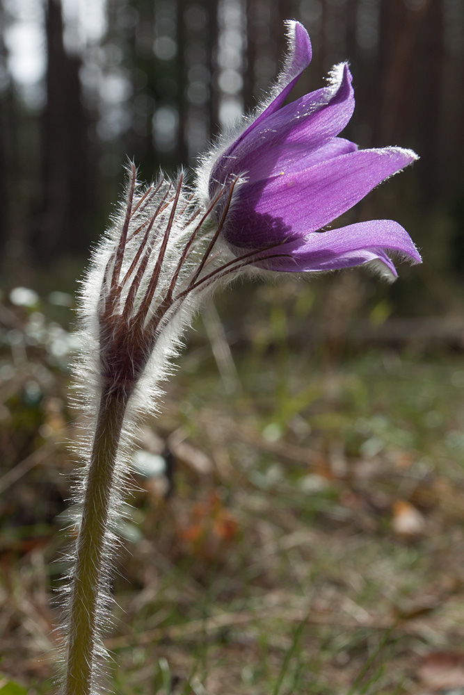 Image of Pulsatilla patens specimen.