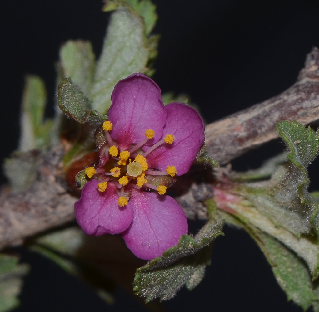 Image of Cerasus prostrata specimen.