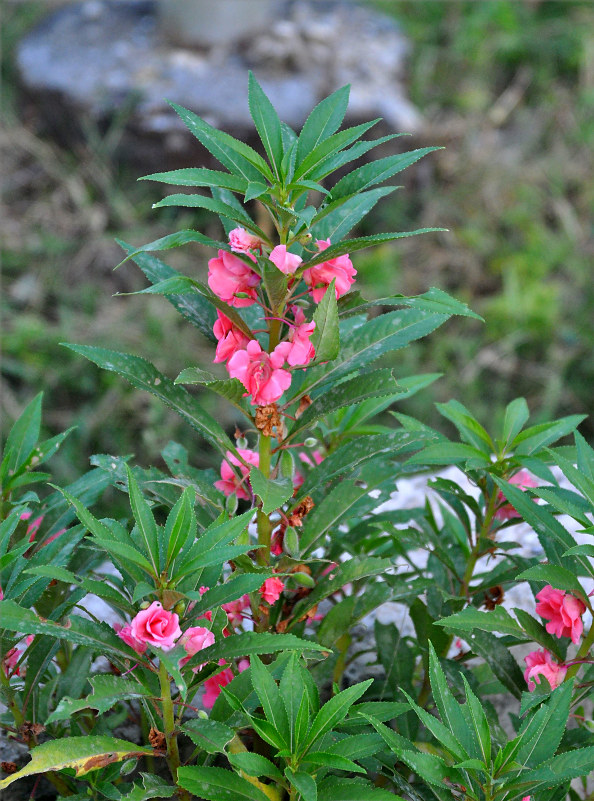 Image of Impatiens balsamina specimen.