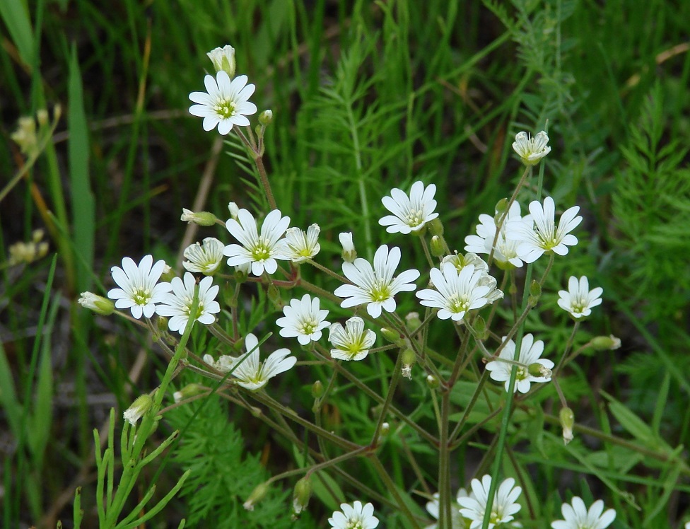 Image of genus Cerastium specimen.