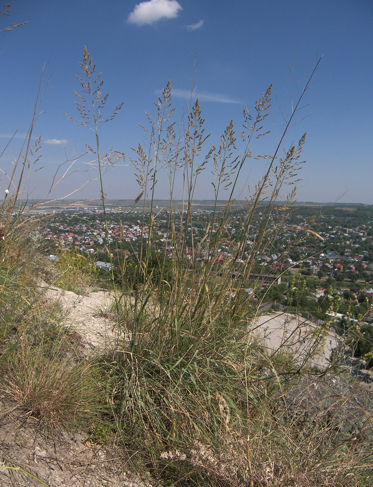 Image of Eragrostis collina specimen.