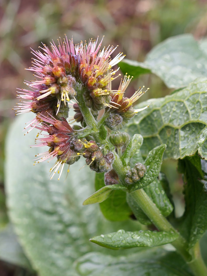 Изображение особи Solenanthus circinnatus.