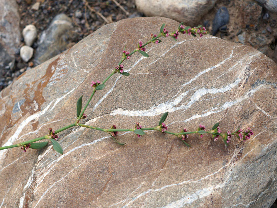 Image of Polygonum aviculare specimen.