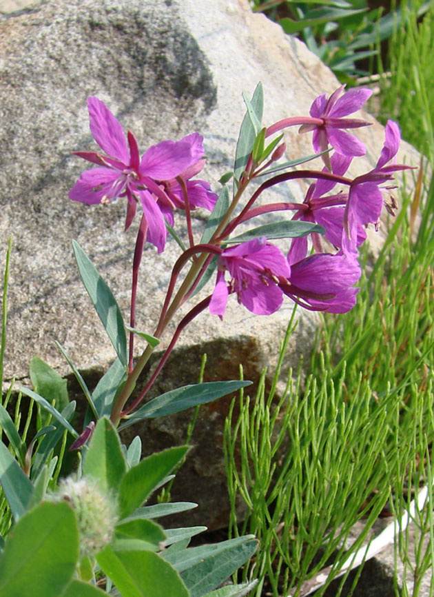 Image of Chamaenerion latifolium specimen.