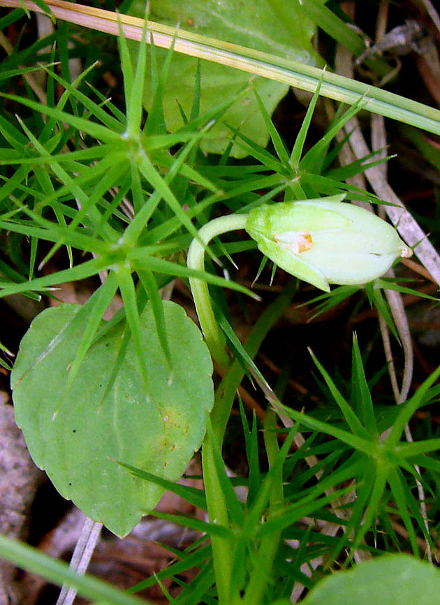 Image of Viola epipsiloides specimen.