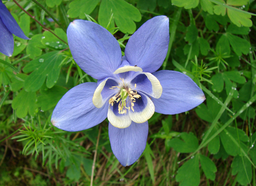 Image of Aquilegia amurensis specimen.