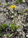 Crepis chrysantha