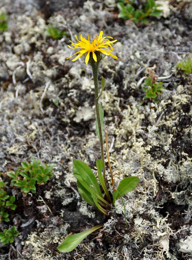 Image of Crepis chrysantha specimen.