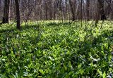 Allium ursinum. Заросли черемши в лиственном лесу. Украина, Киев, заказник \"Лесники\". 8 апреля 2007 г.
