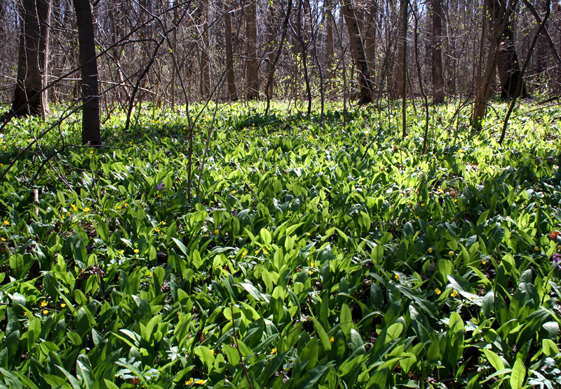 Изображение особи Allium ursinum.