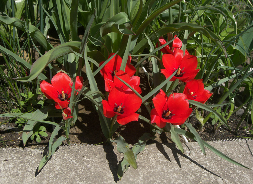 Изображение особи Tulipa maximowiczii.