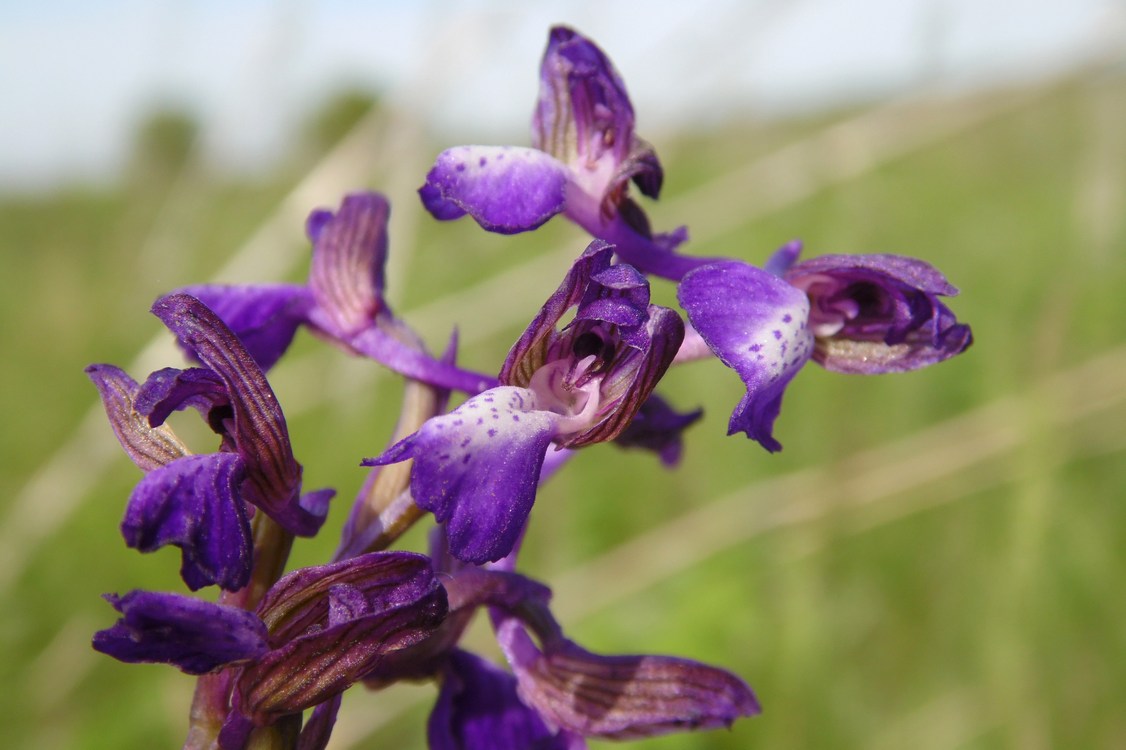 Image of Anacamptis morio ssp. caucasica specimen.