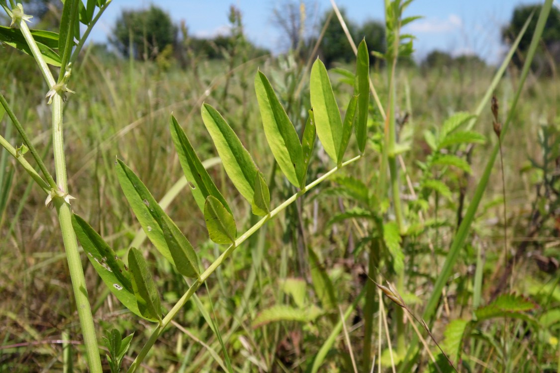 Image of Galega officinalis specimen.