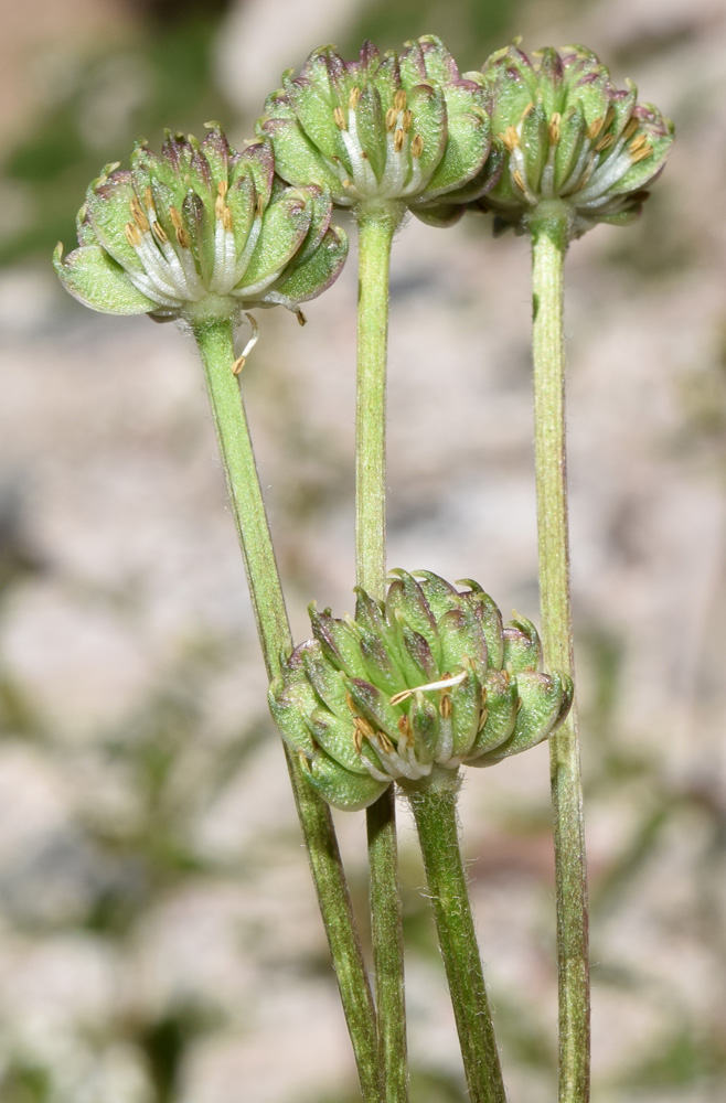 Image of Anemonastrum protractum specimen.