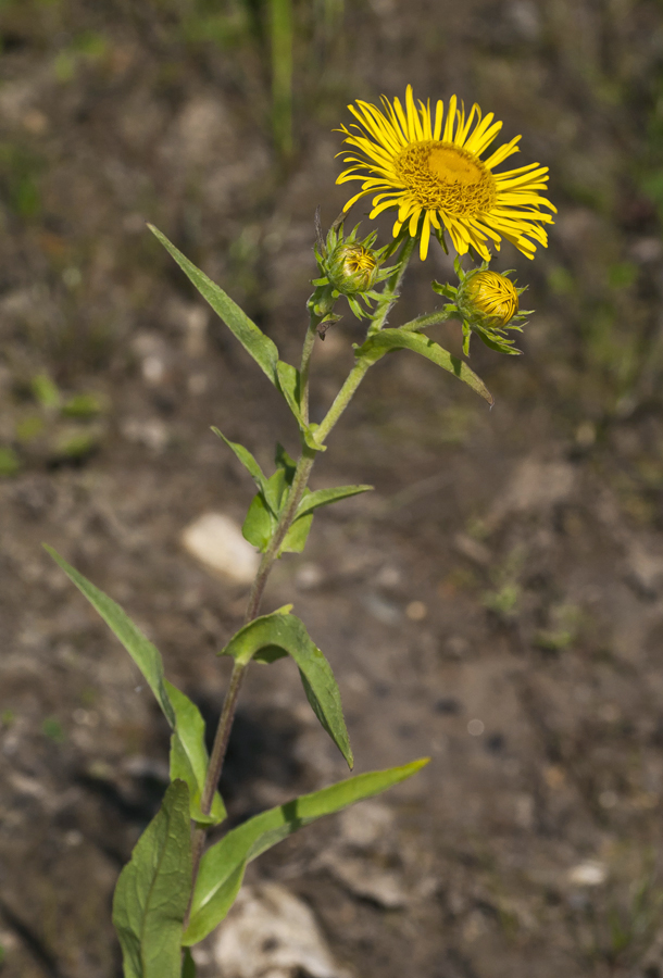 Image of Inula britannica specimen.