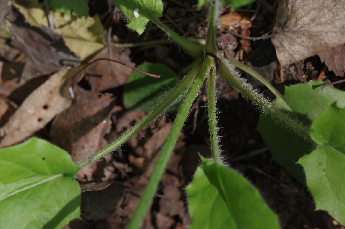 Изображение особи Hieracium koehleri.