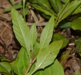 Oenothera rosea. Часть веточки (вид с обратной стороны листьев). Израиль, Шарон, г. Тель-Авив, ботанический сад тропических растений, берег ручейка. 06.06.2016.