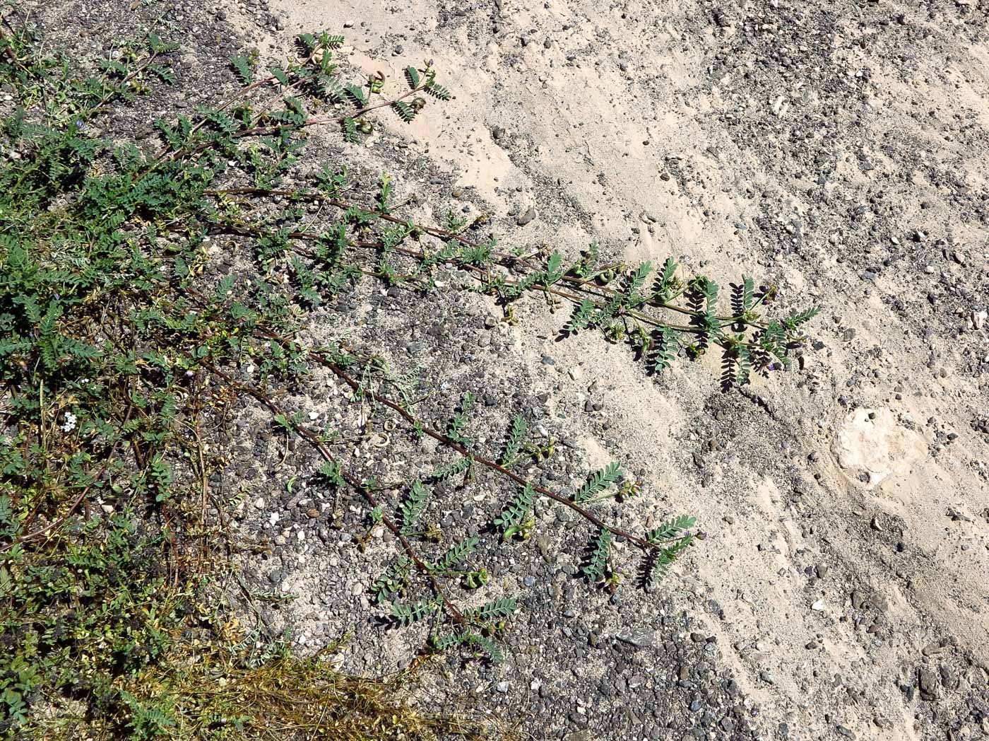 Изображение особи Astragalus mareoticus.