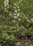 Pyrola rotundifolia. Верхушка цветущего растения. Московская обл., Талдомский р-н, окр. пос. Запрудня, смешанный лес. 17.06.2015.