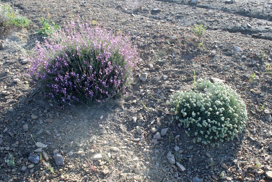 Image of Acantholimon pterostegium specimen.