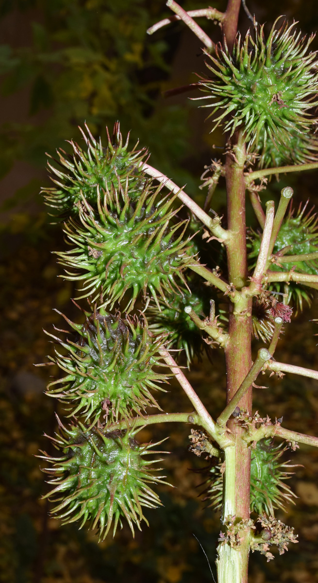 Image of Ricinus communis specimen.