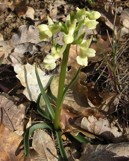 Image of Dactylorhiza romana specimen.