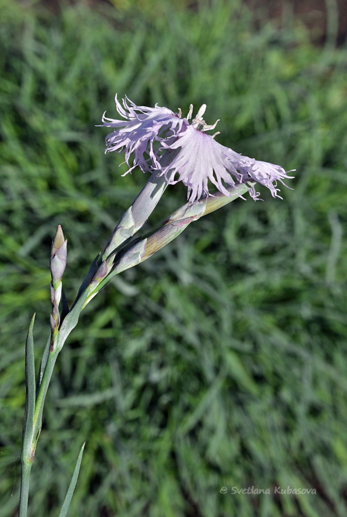 Image of Dianthus arenarius specimen.