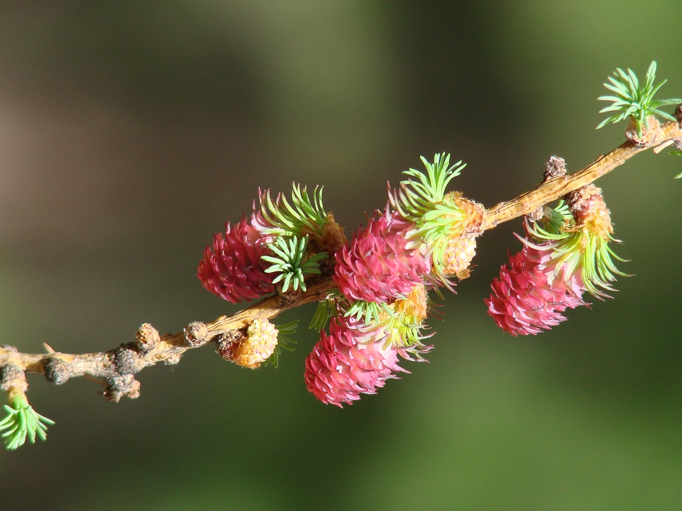 Image of Larix sibirica specimen.