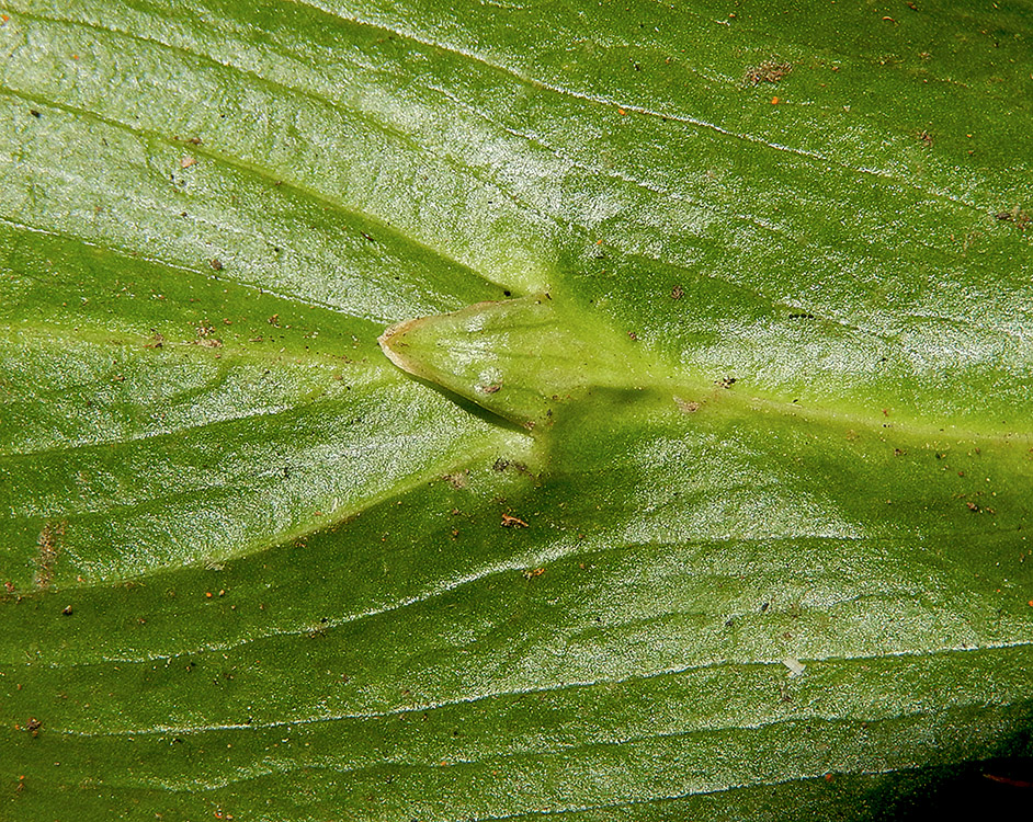 Image of Ruscus colchicus specimen.