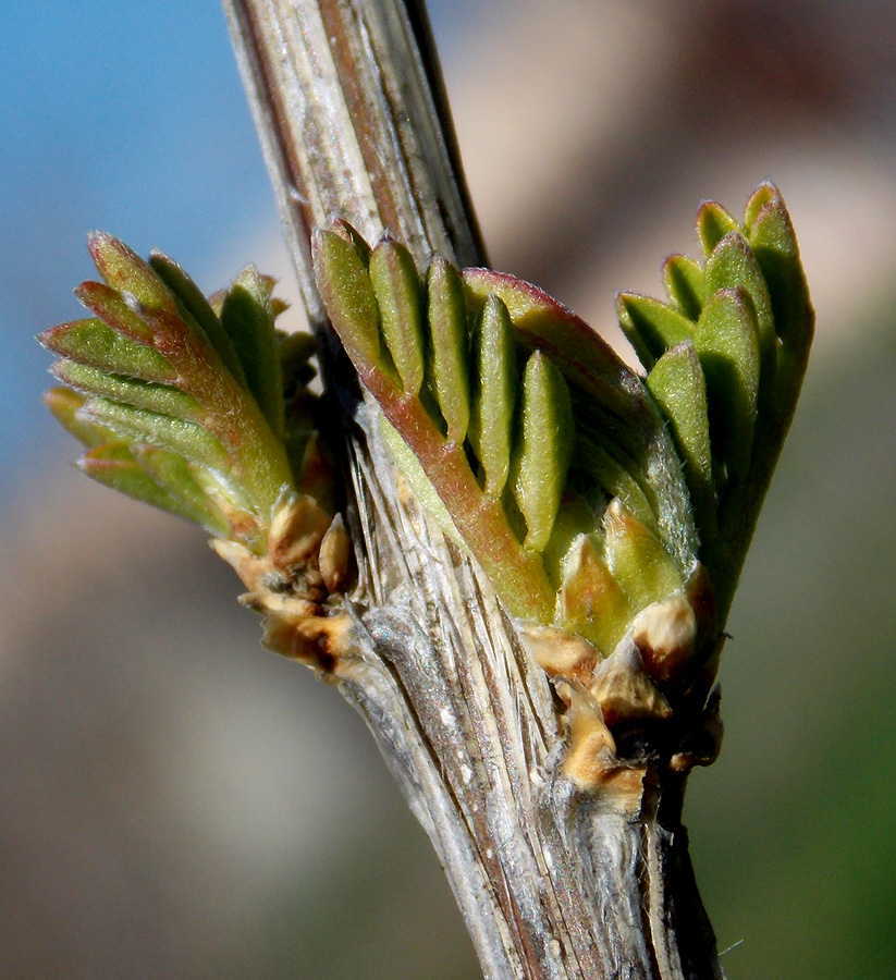 Image of Colutea cilicica specimen.