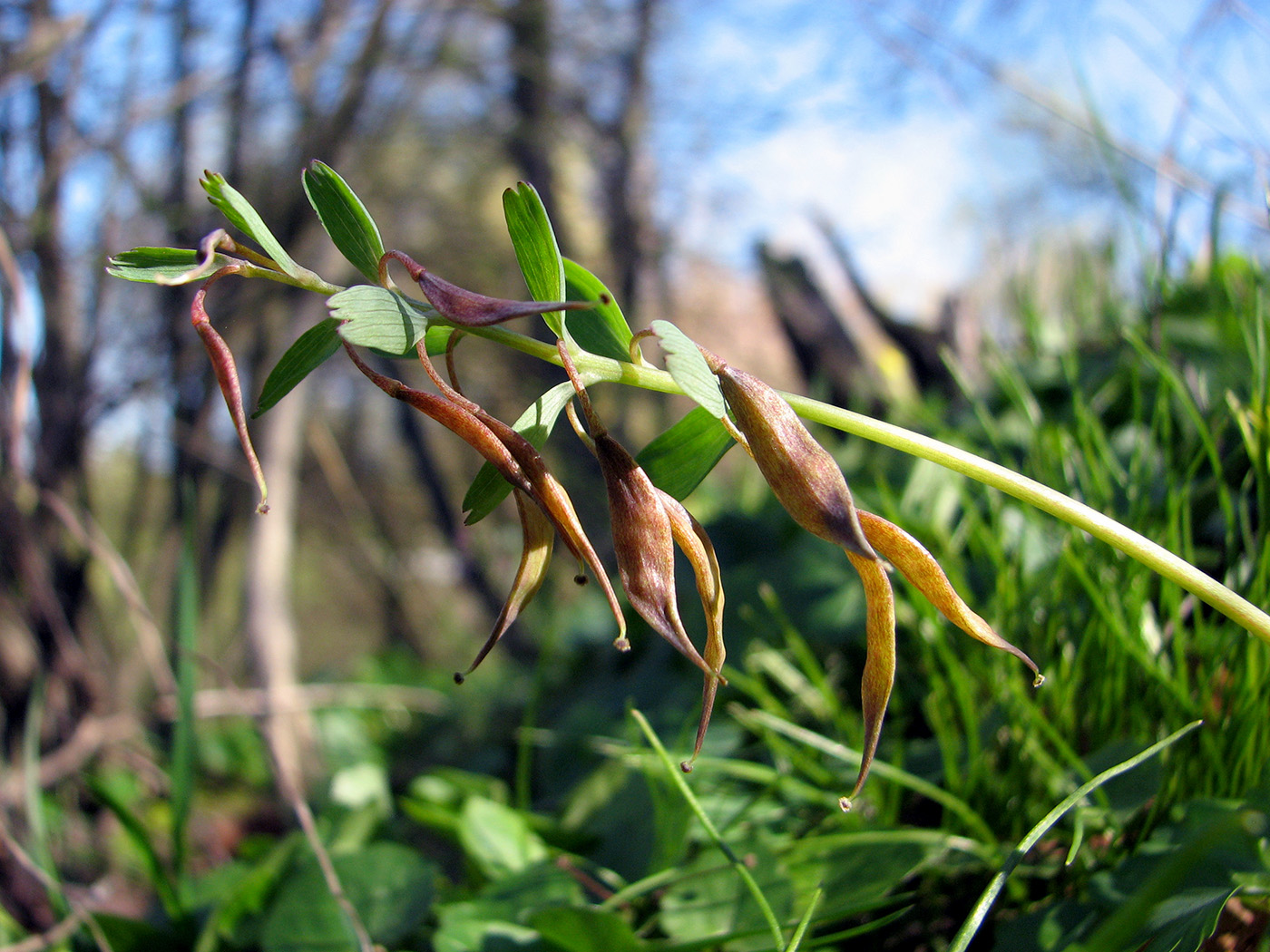 Изображение особи Corydalis solida.