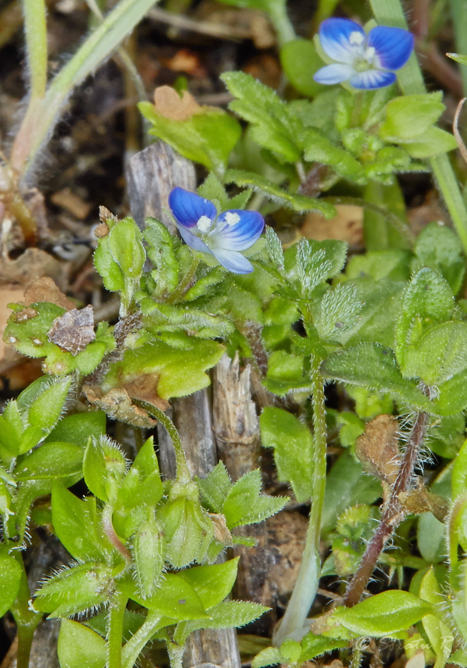 Image of Veronica polita specimen.