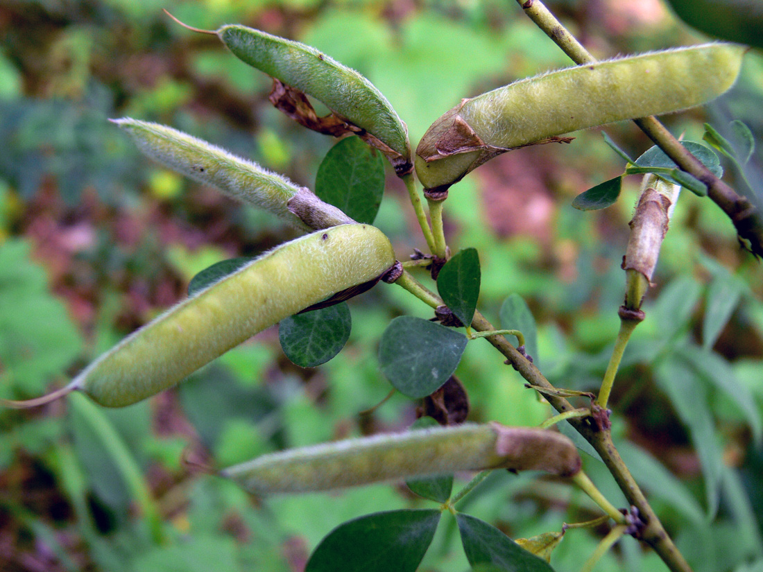 Изображение особи Chamaecytisus ruthenicus.