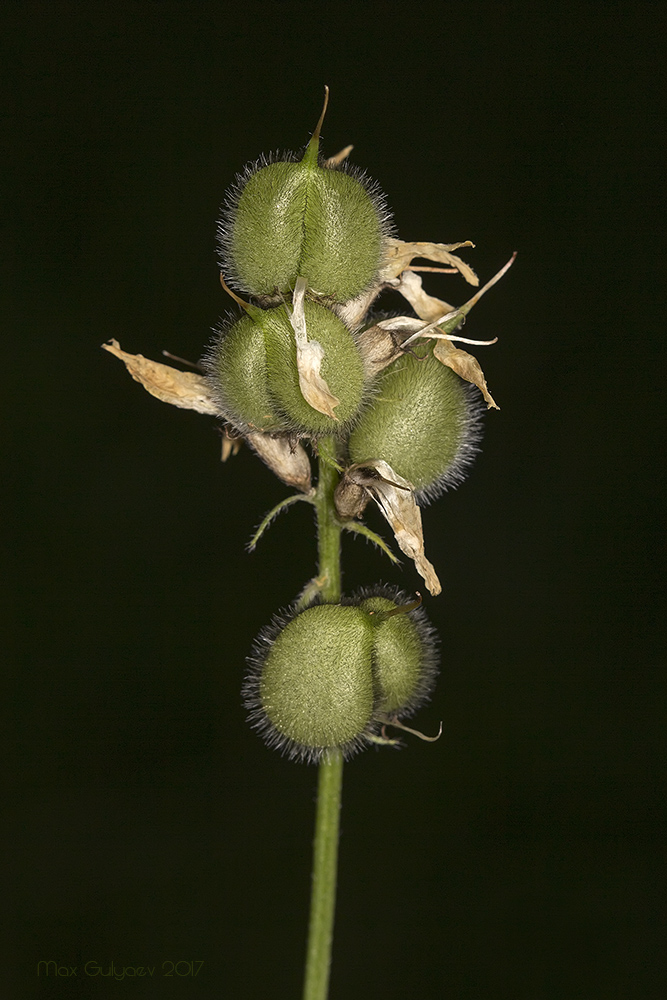 Изображение особи Astragalus cicer.