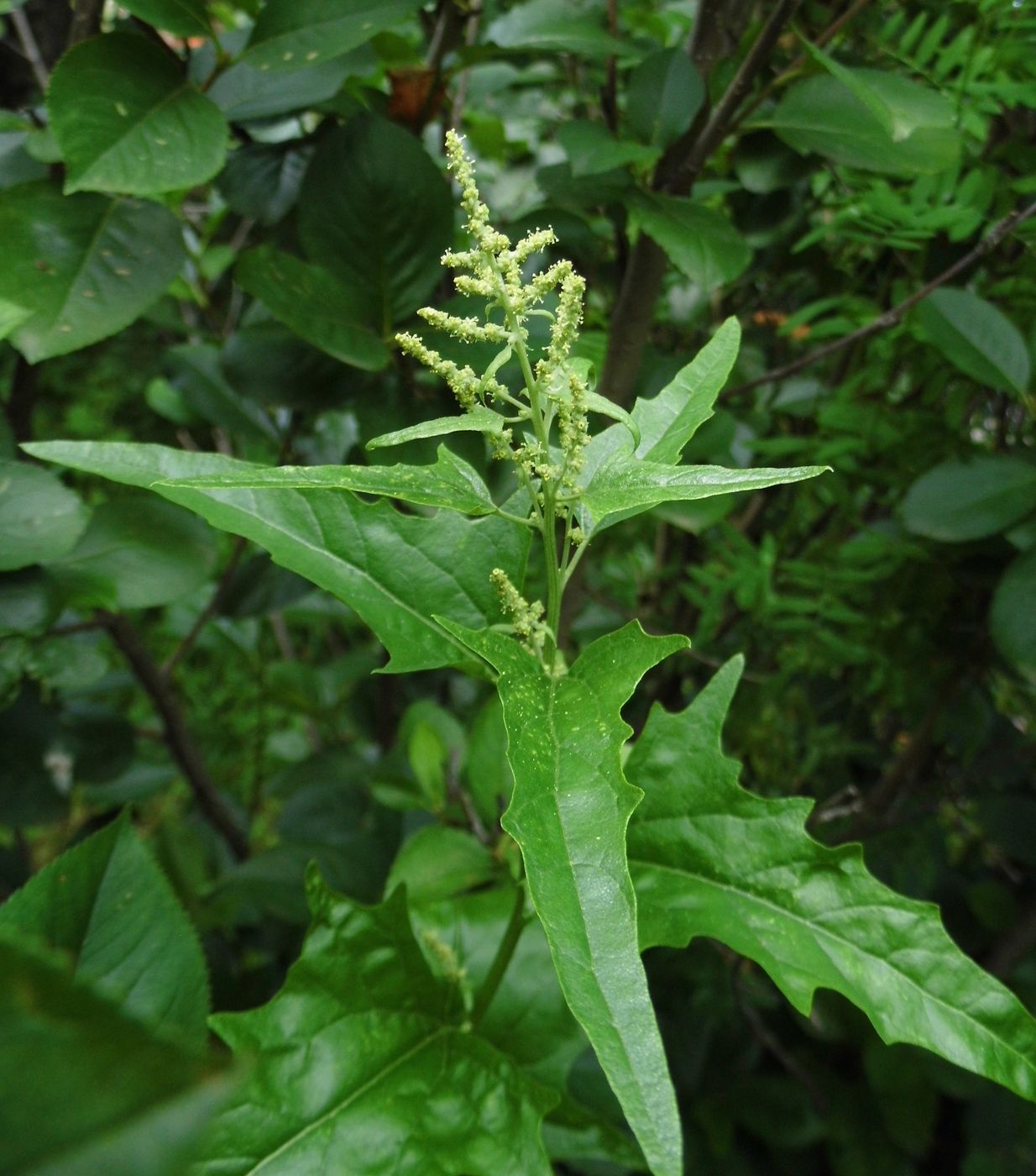 Image of Atriplex sagittata specimen.