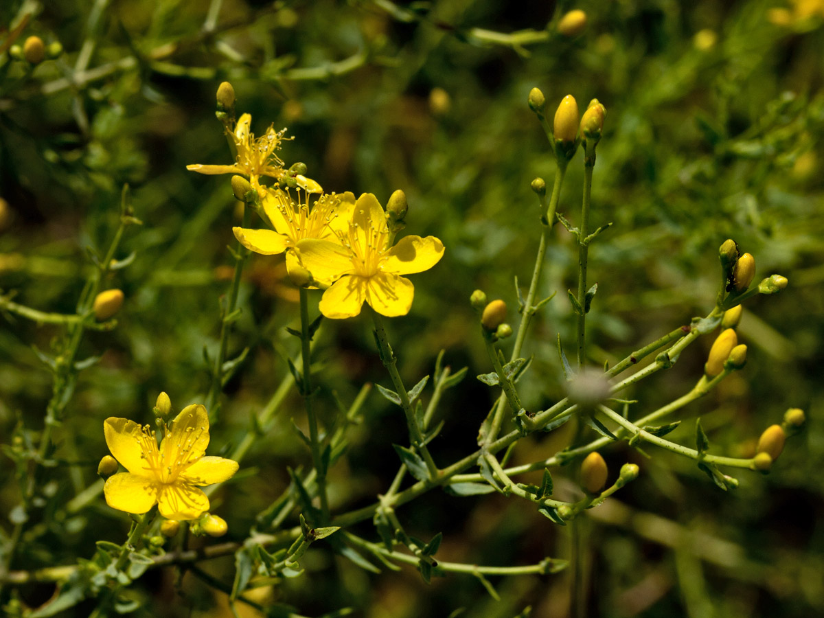 Image of Hypericum triquetrifolium specimen.