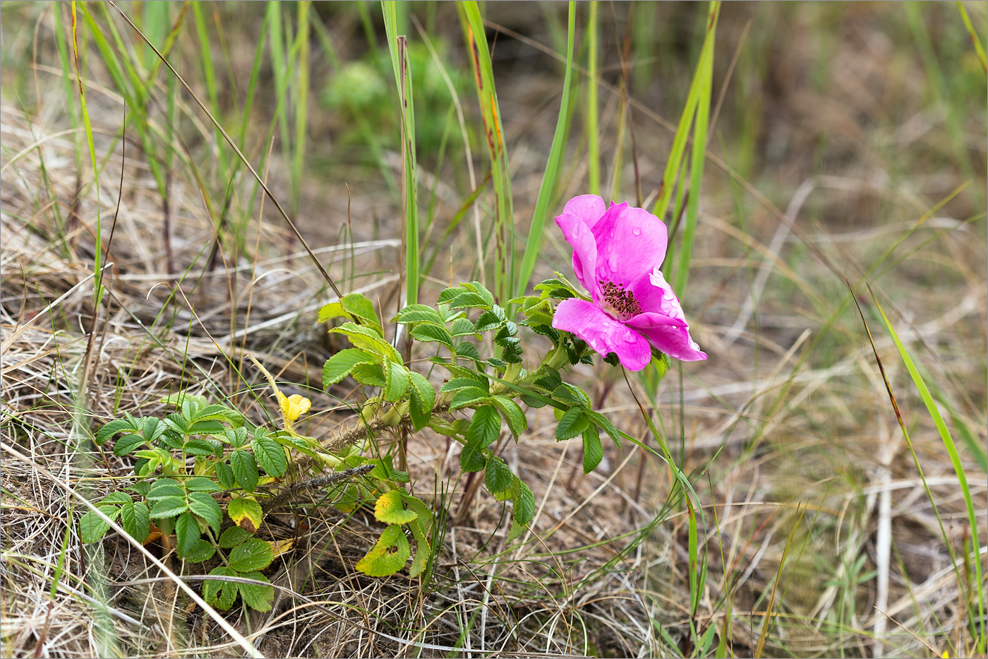 Изображение особи Rosa rugosa.