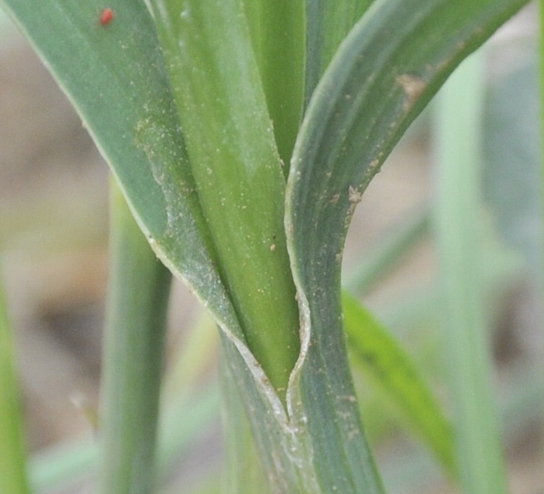 Image of Dianthus cruentus specimen.